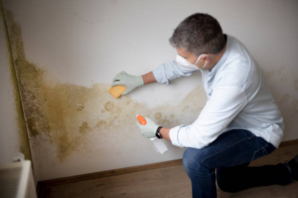 Best Emergency Mold Remediation  in Kamiah, ID