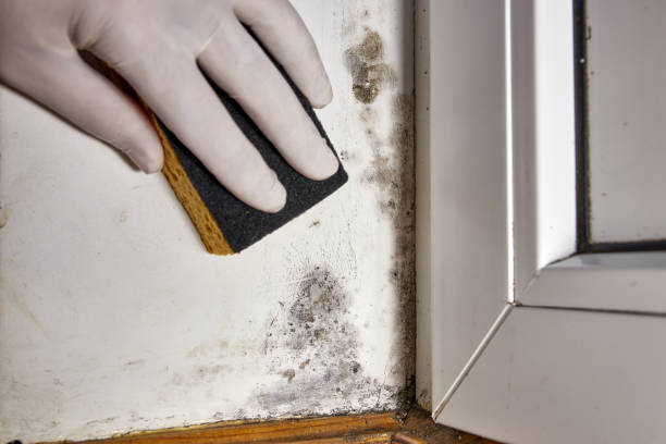 Best Biohazard Mold Removal  in Kamiah, ID