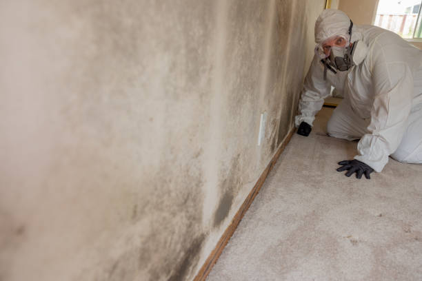 Best Mold Documentation for Insurance Claims  in Kamiah, ID
