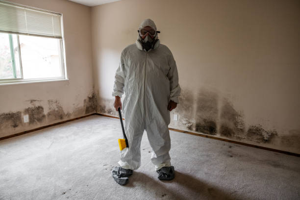 Best Black Mold Removal  in Kamiah, ID